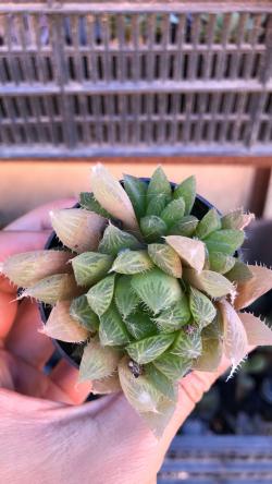 Sadnice - sobne biljke: Haworthia cooperi var. pringlei
